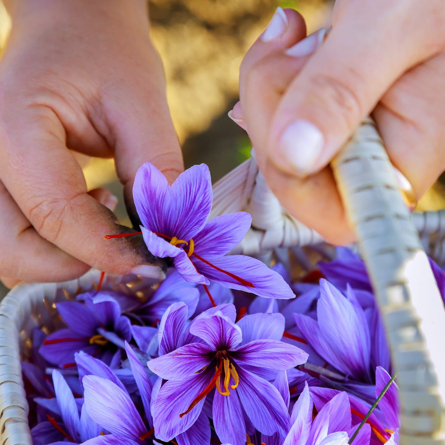 The Top Reasons to Choose Finest Kashmiri Saffron Over Other Saffron Varieties