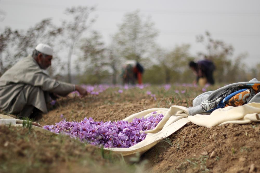 Introducing the Finest Organic Kashmiri Saffron - A True Culinary Treasure