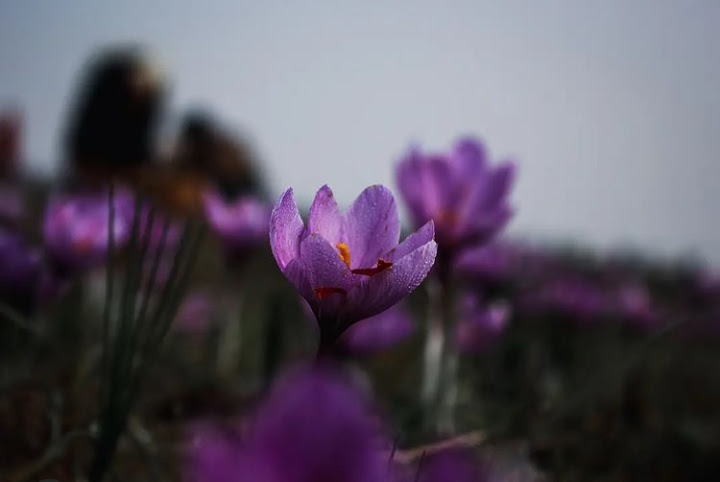 Details About Saffron Spice