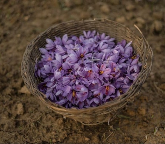 History of Kashmiri Saffron