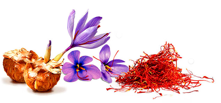 Kashmiri Saffron VS Spanish Saffron