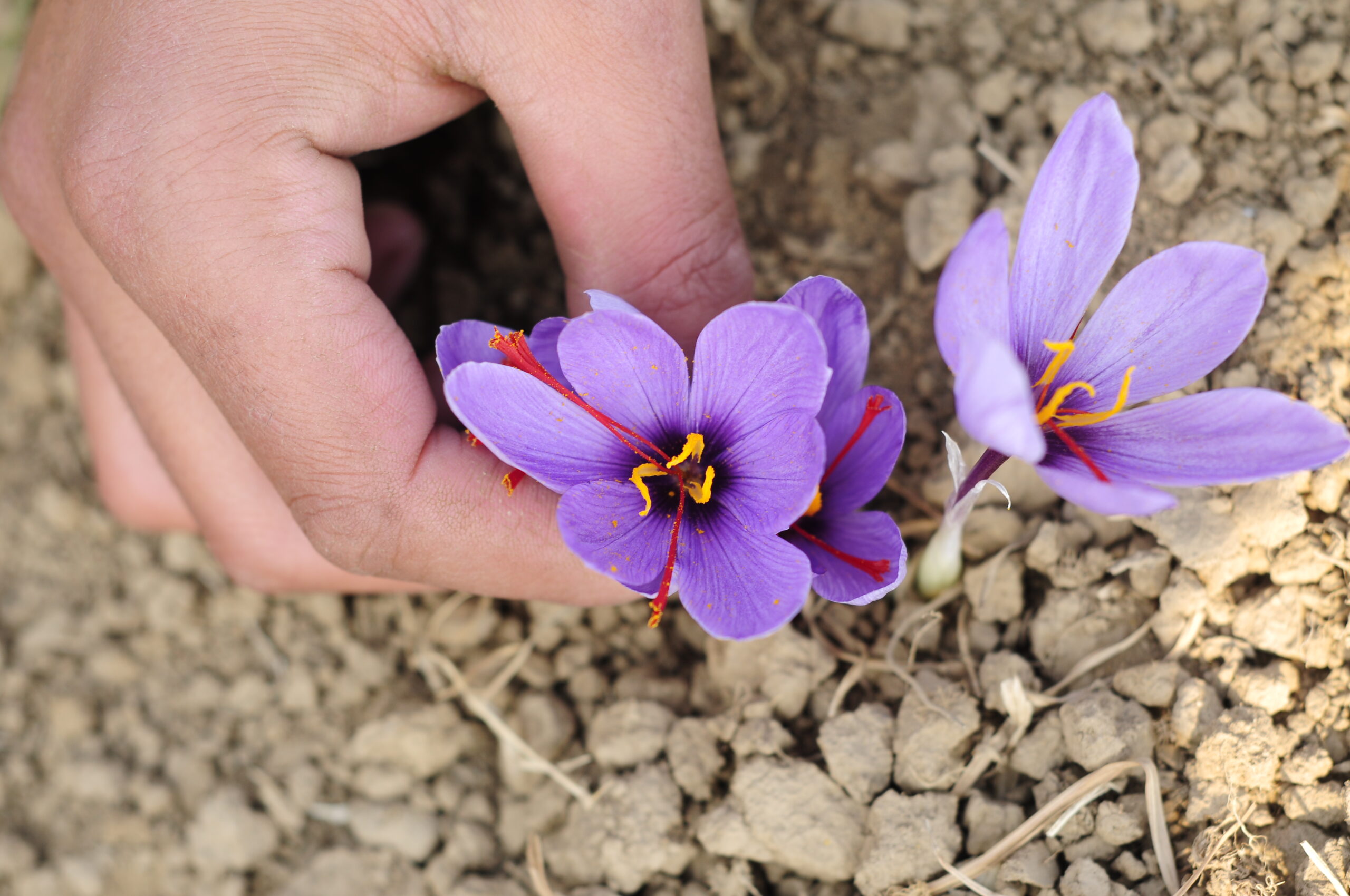 Understanding the Finest Kashmiri Saffron Harvesting Techniques