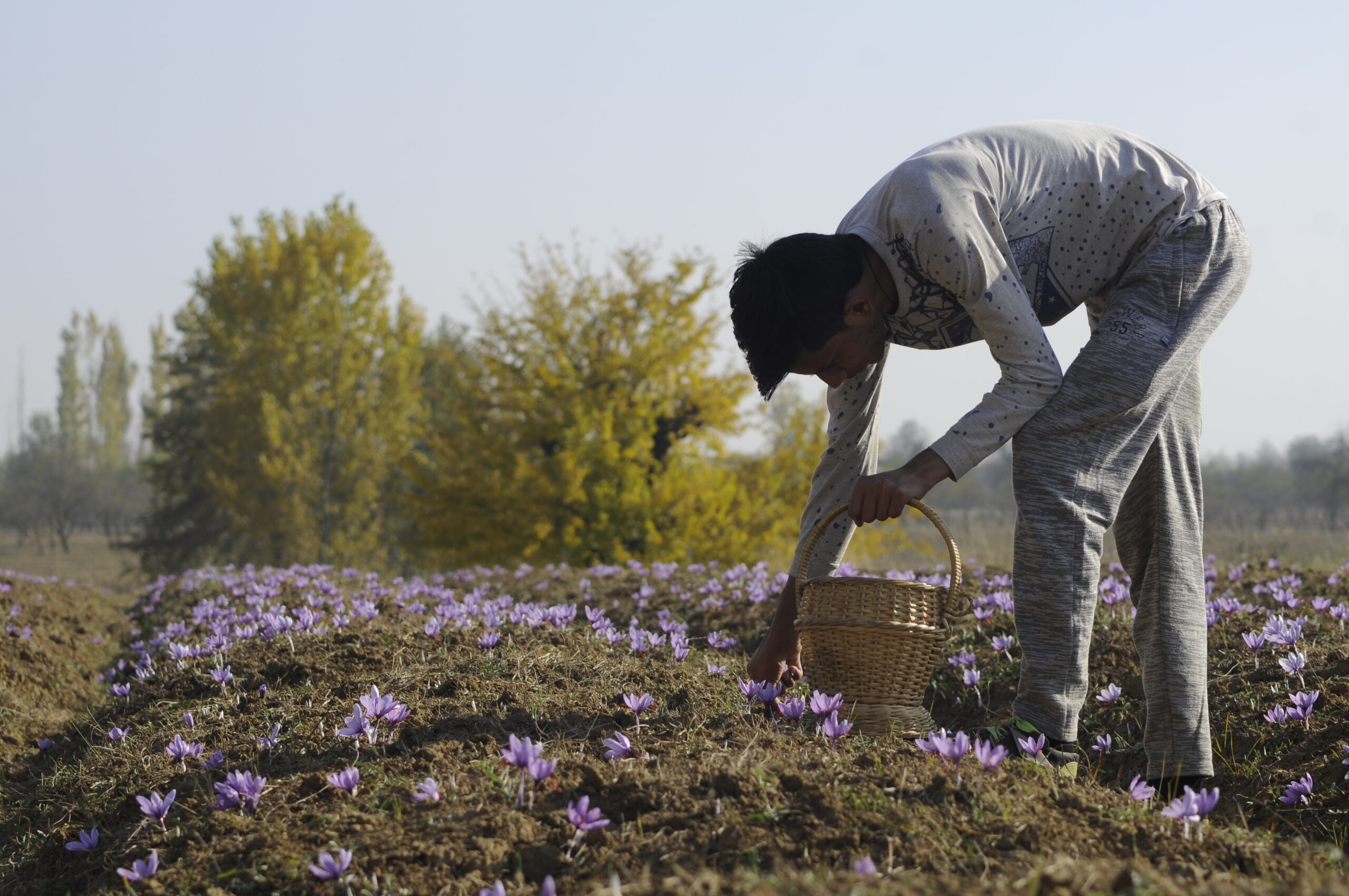 The Science behind Kashmiri Saffron's Unique Flavors and Aromas