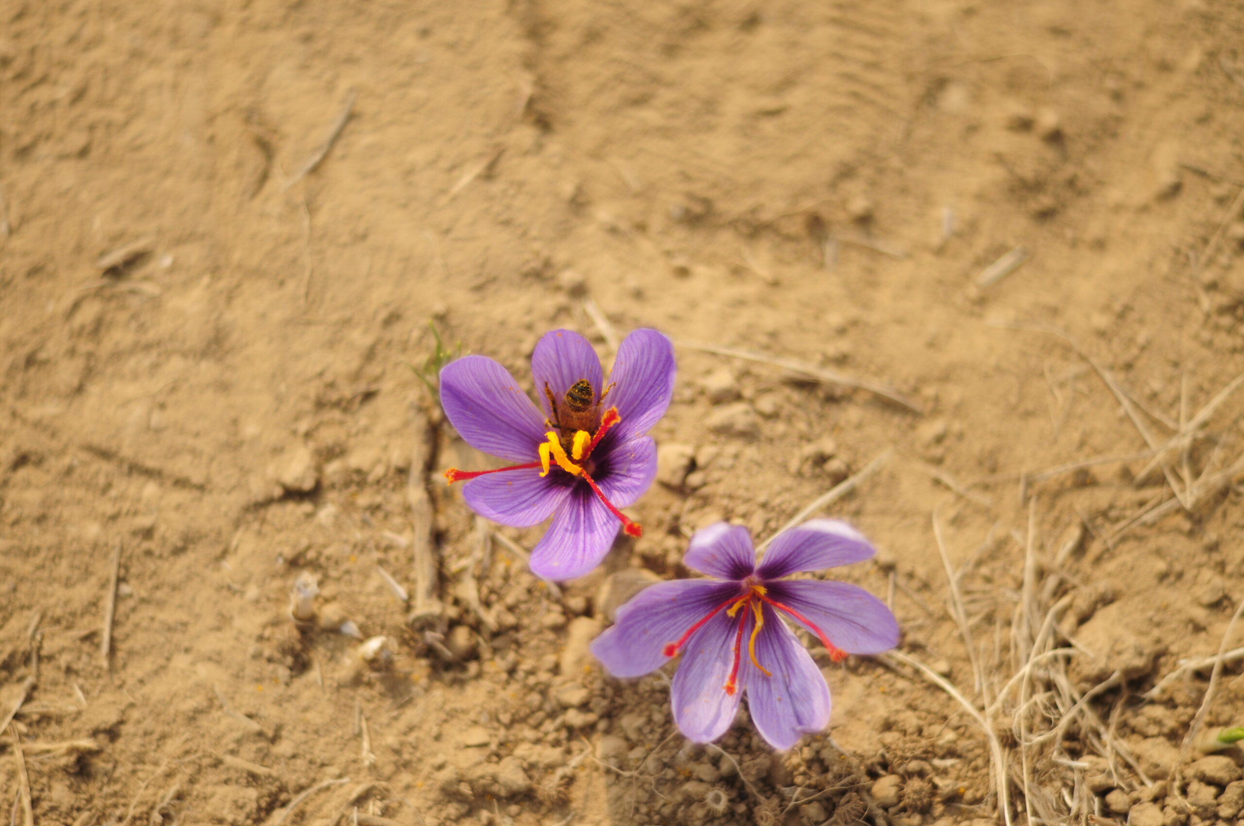 Unveiling the Wonders: Top Benefits of Saffron for Men and Women