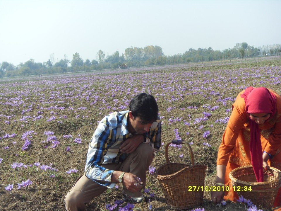 Saffron's Cultural Significance in Kashmir Symbolism and Celebrations