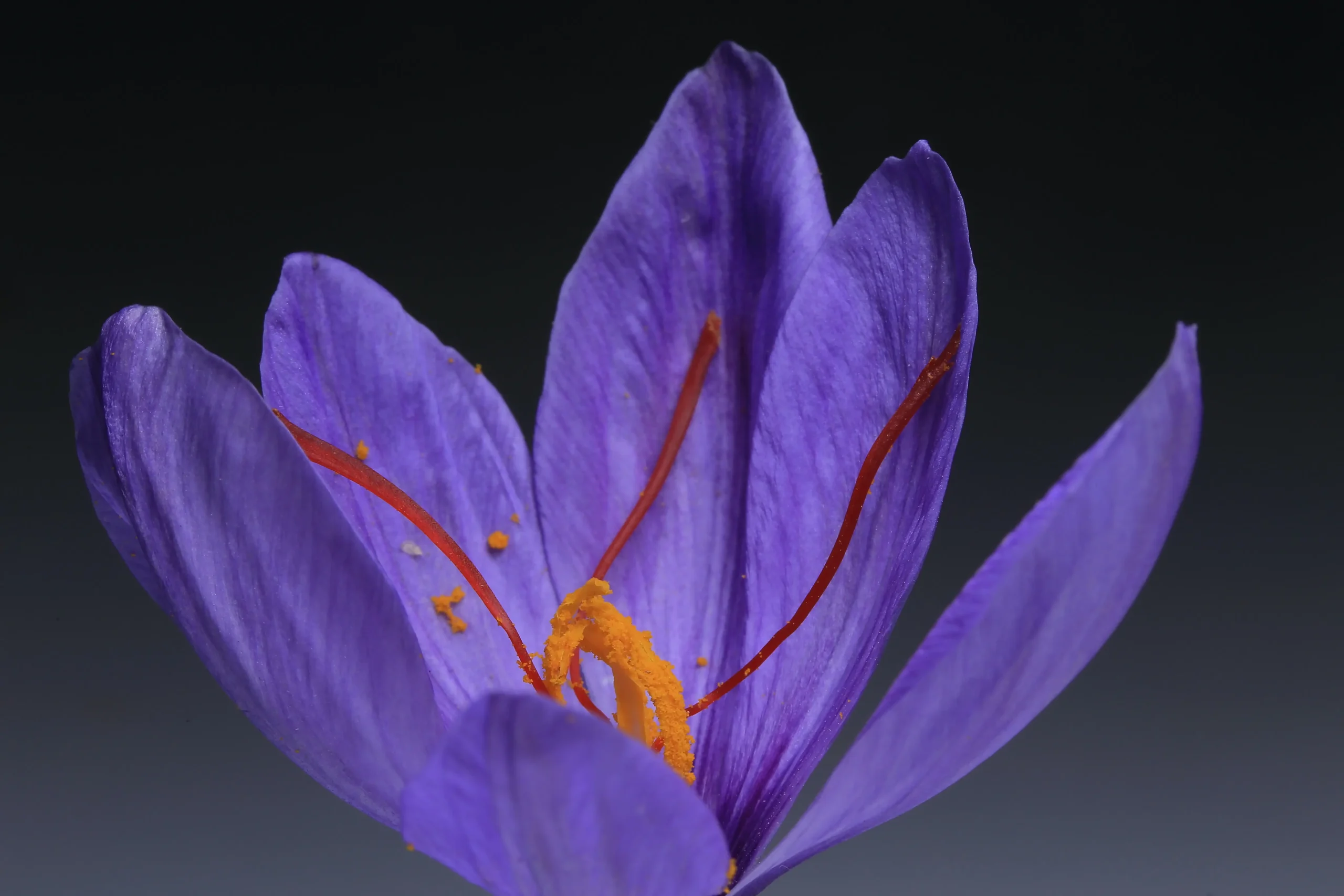 Saffron's Pharmaceutical Properties