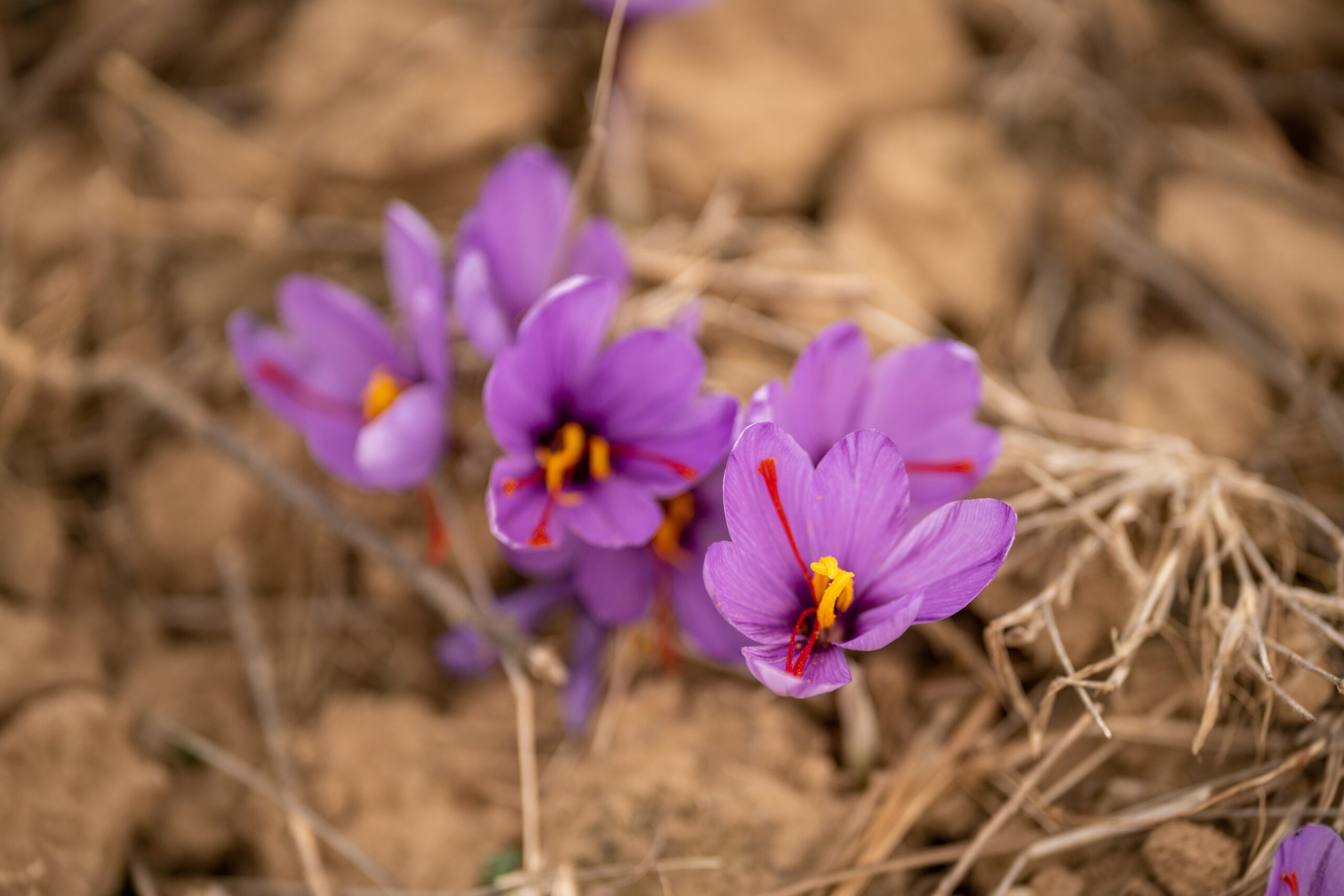 How To Use Saffron For Different Purposes!