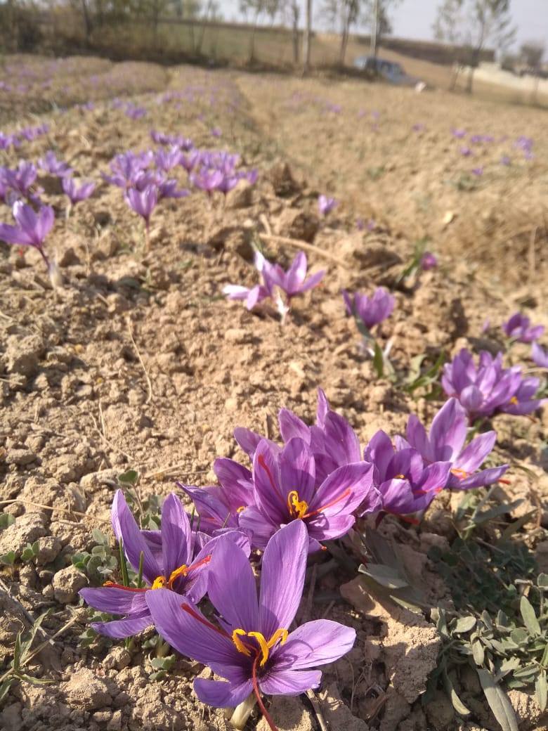 Exploring the Beauty of Saffron Gardens: A Journey Through #SaffronGarden