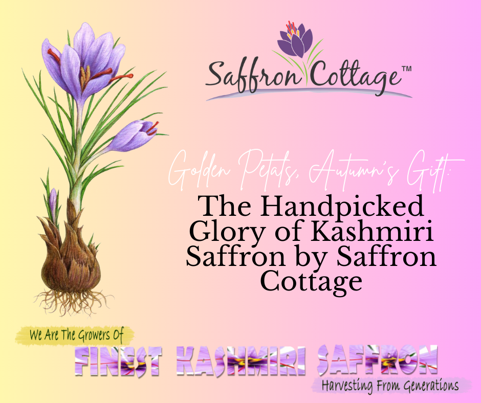 Golden Petals, Autumn's Gift: The Handpicked Glory of Kashmiri Saffron by Saffron Cottage