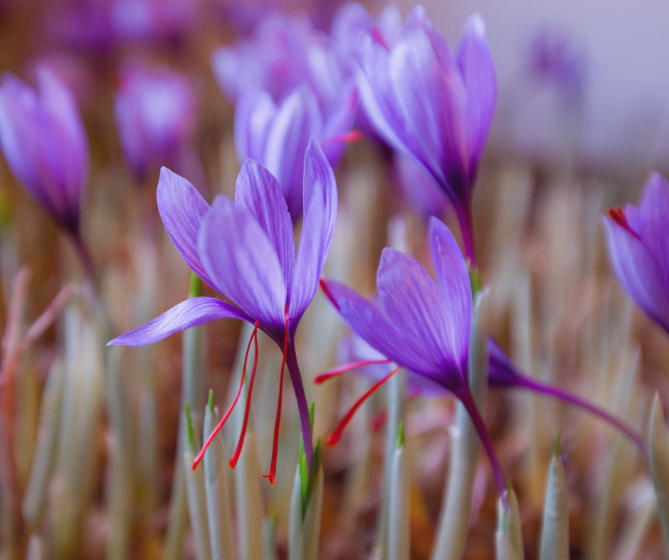 #Saffron - The Golden Spice of Culinary Delights