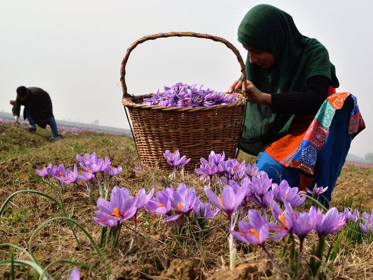 Unlocking the Richness of Saffron: #SaffronHarvest