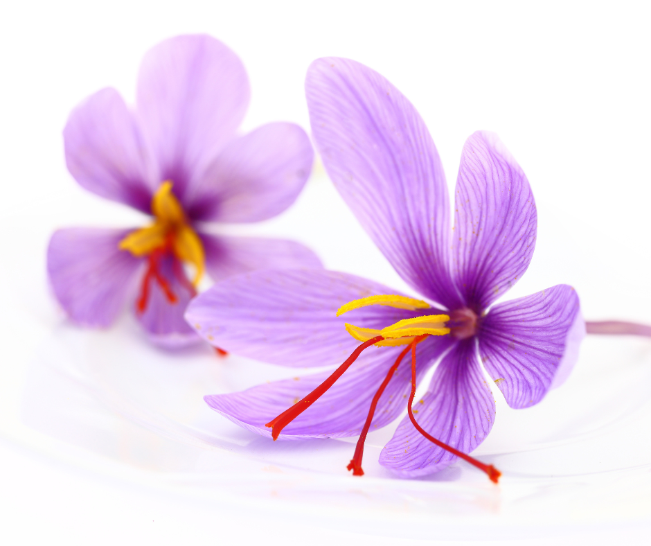 Unlocking the Magic of Saffron: #SpiceOfKings