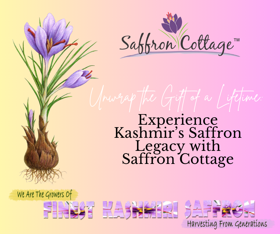 Unwrap the Gift of a Lifetime: Experience Kashmir’s Saffron Legacy with Saffron Cottage