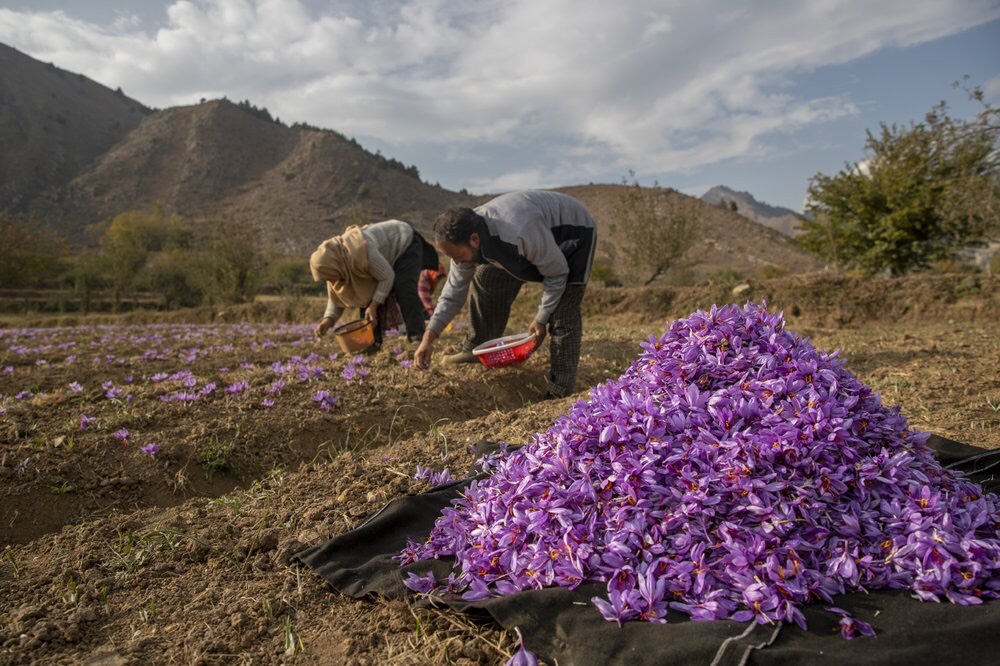 Indulge in the Exquisite Flavor of Kashmiri Saffron from Saffron Cottage - Now Available in Every State of Malaysia