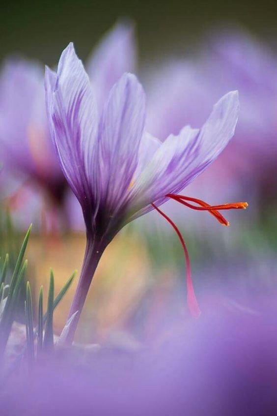 Unlocking the Secrets of Saffron Flavor: Nature's Golden Spice