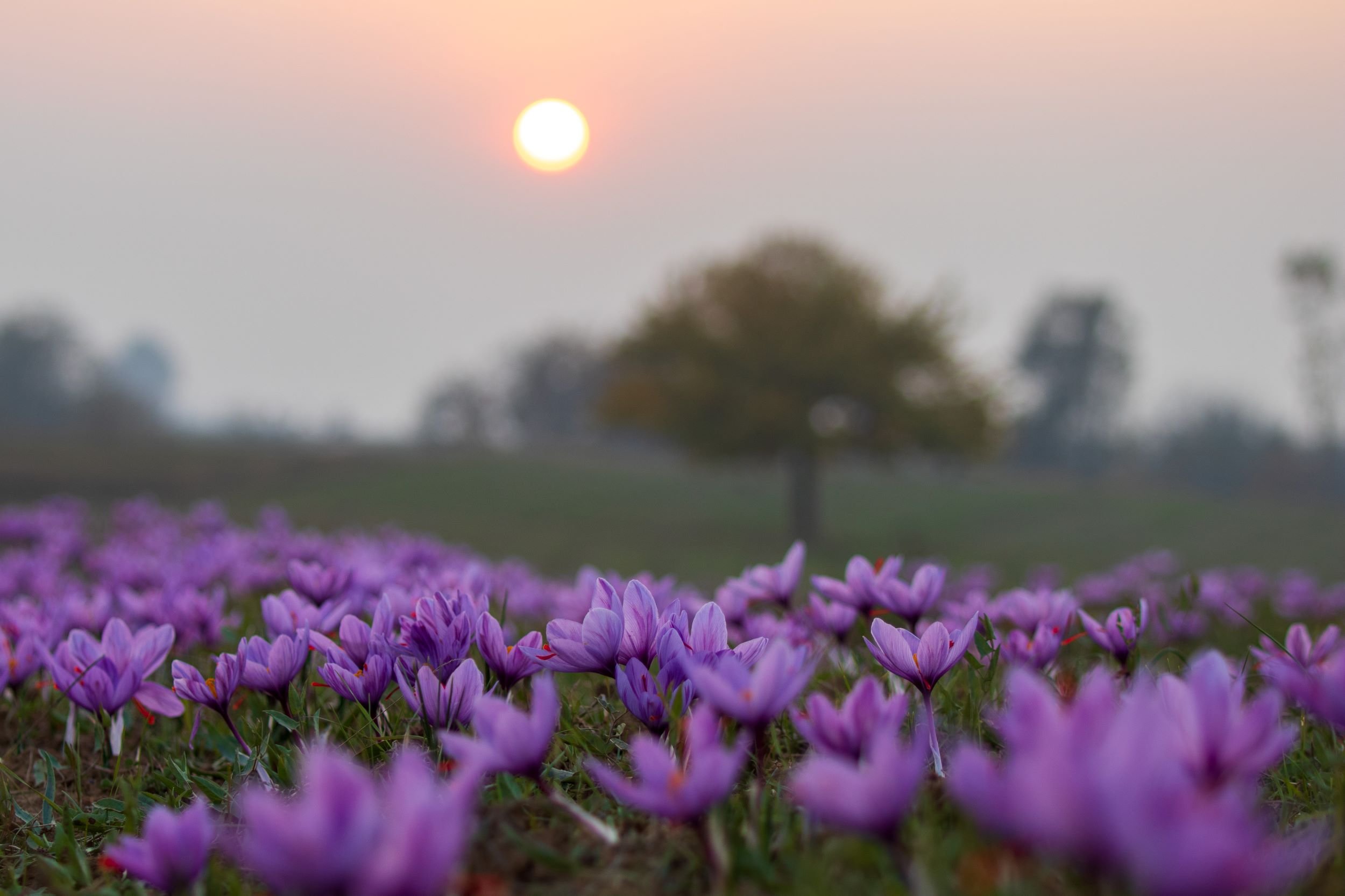 #UnlockingTheSecrets of Saffron Seasoning Nature's Golden Treasure