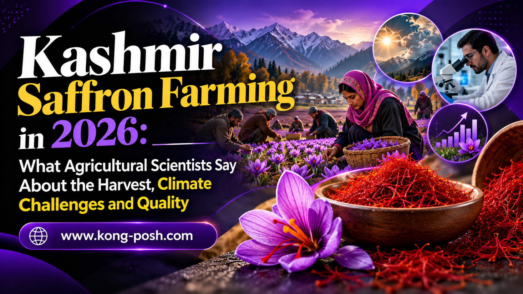 Kashmir Saffron Farming in 2026 What Agricultural Scientists Say About the Harvest, Climate Challenges and Quality